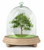 Na zdjęciu znajduje się "inkubator", w którym umieszczona jest drzewko.